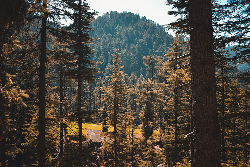 Cedrus deodara Aurea