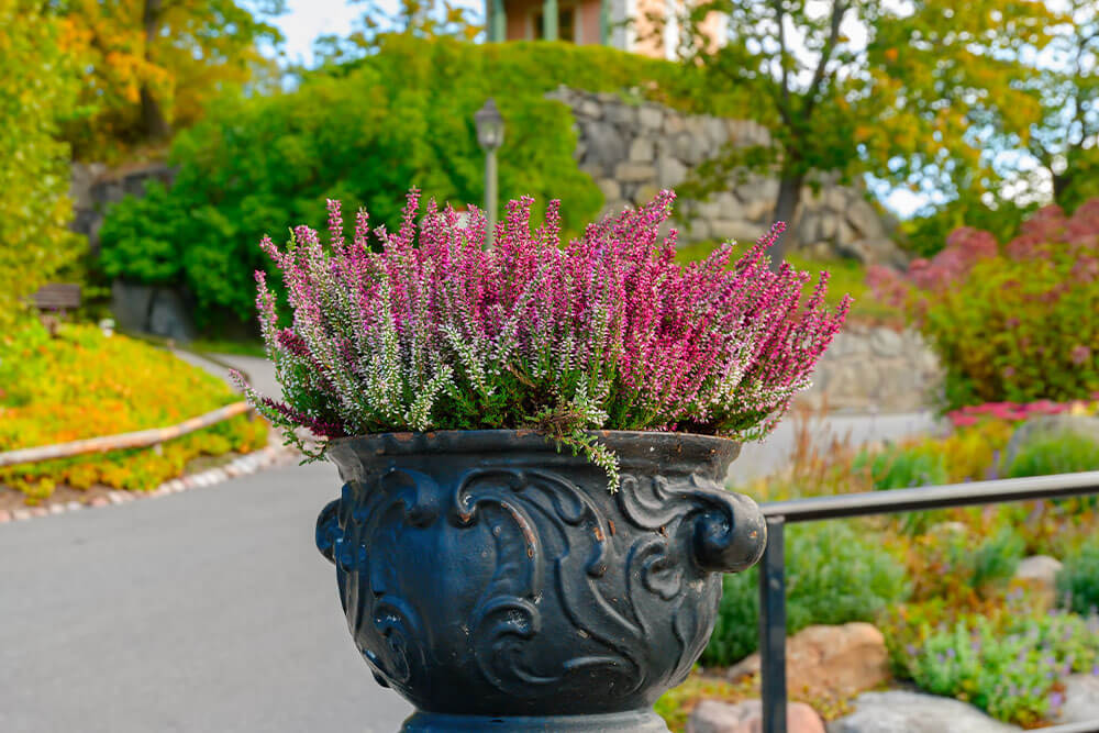 Calluna or Erica