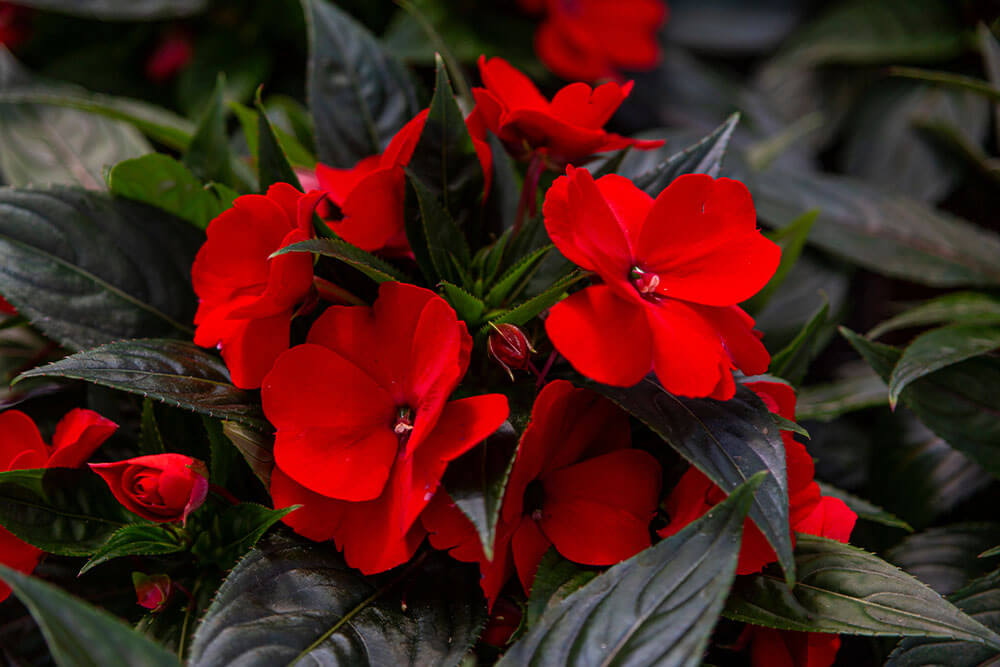 Impatiens walleriana