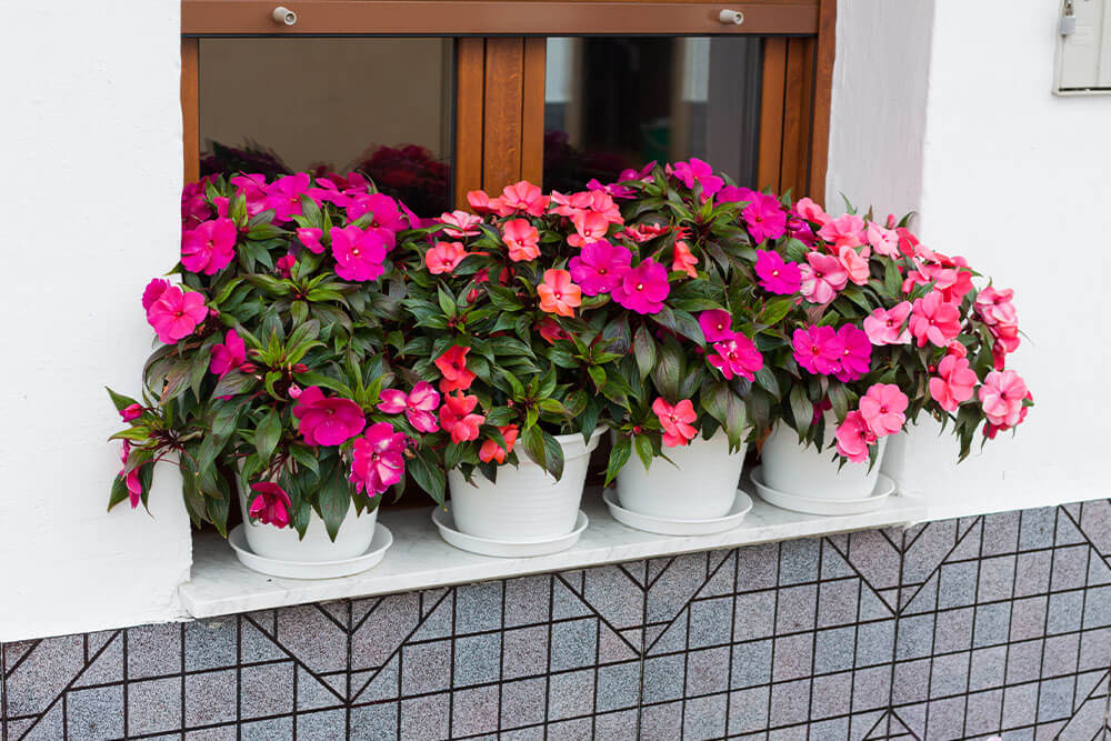 Impatiens