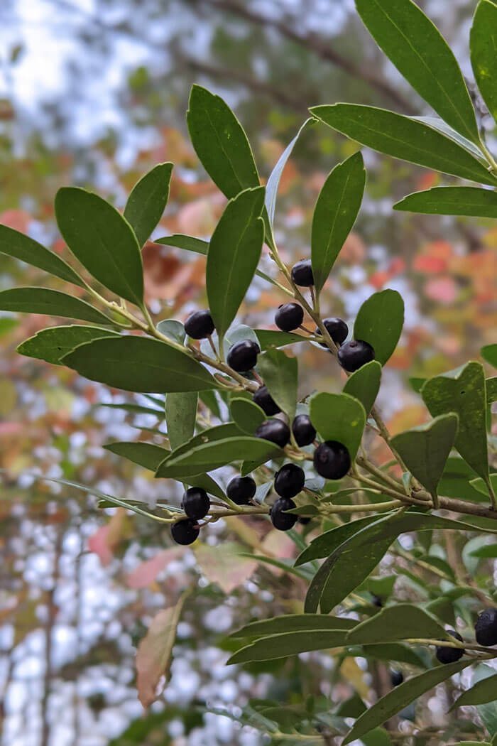 Ilex glabra