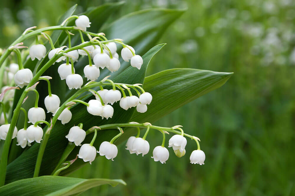 Convallaria majalis