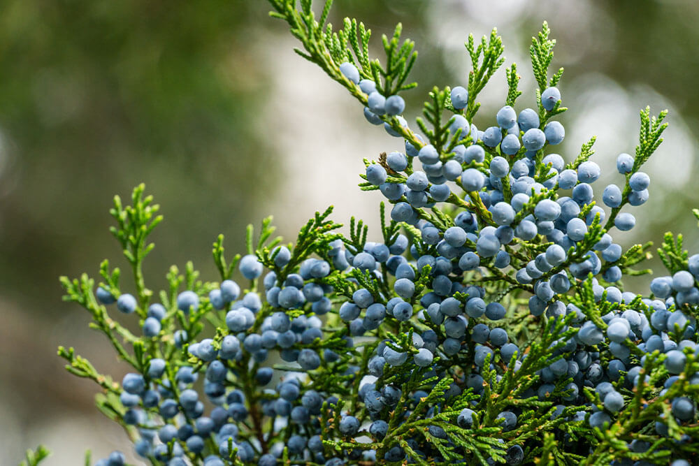 Juniperus virginiana