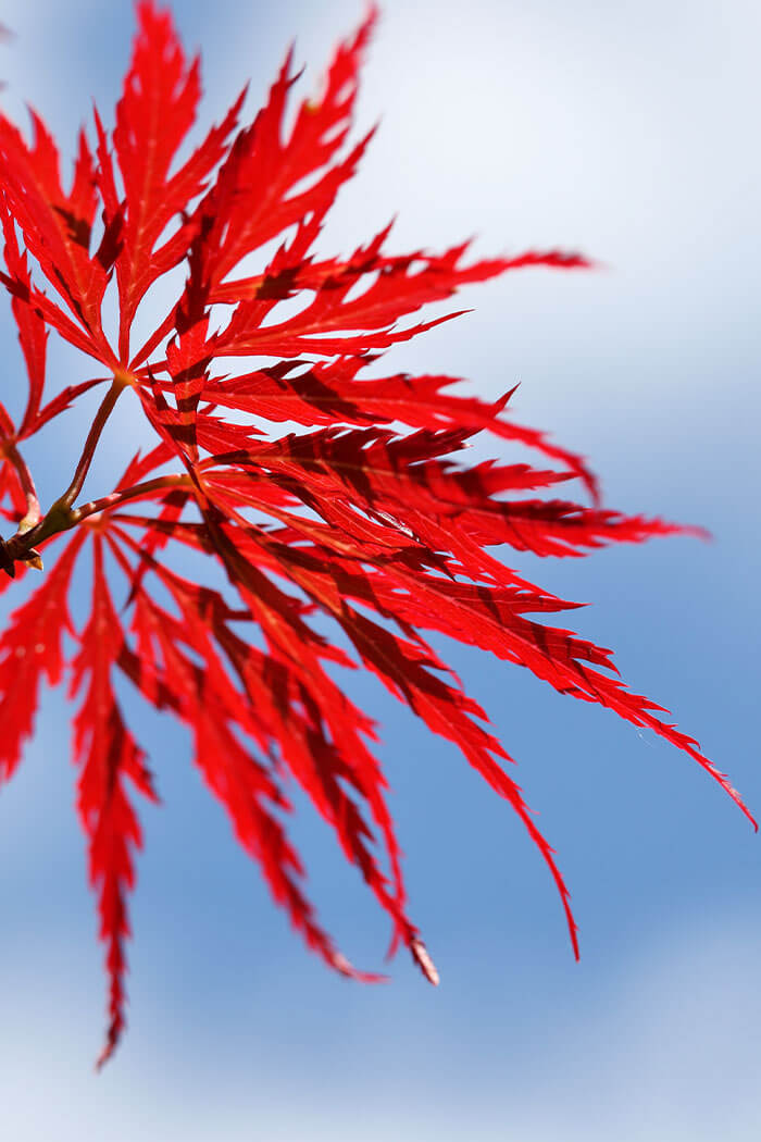 Acer palmatum dissectum Filigree