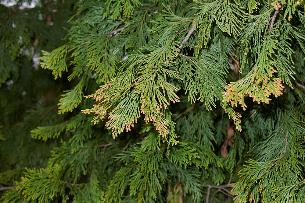 Calocedrus decurrens