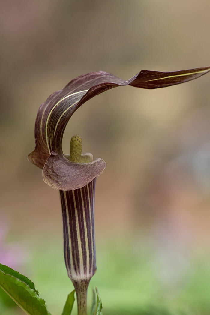 Arisaema triphyllum