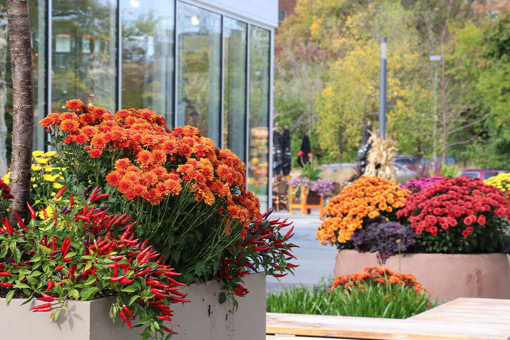 Chrysanthemums