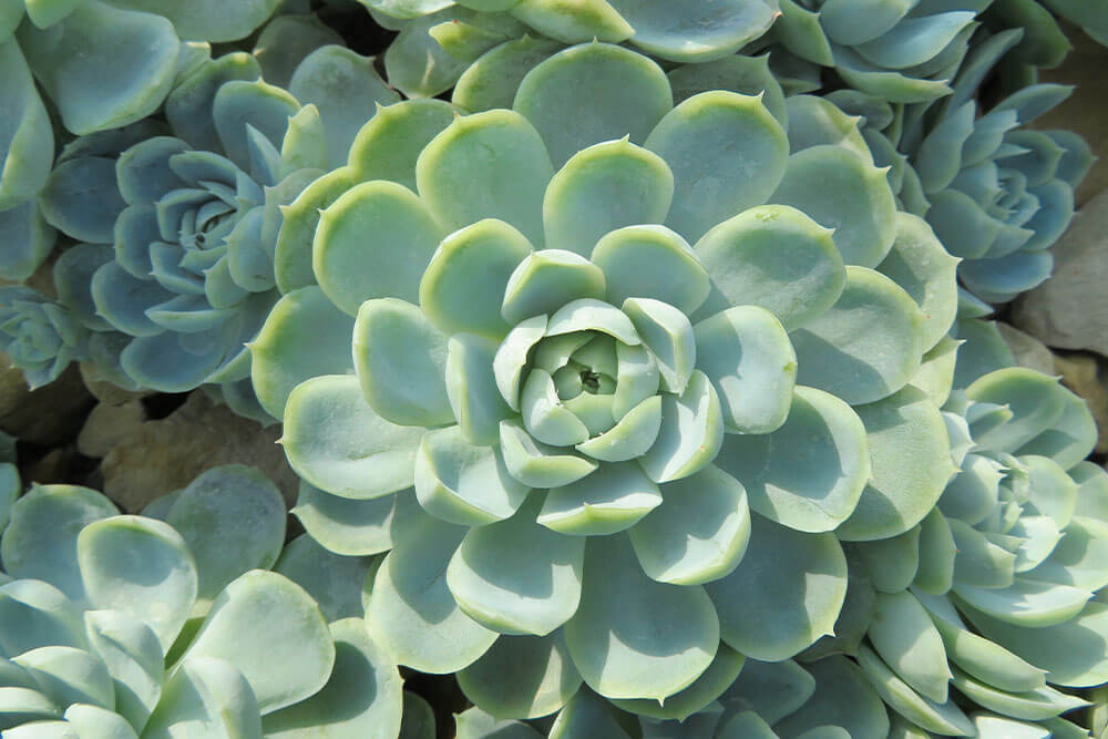 Echeveria