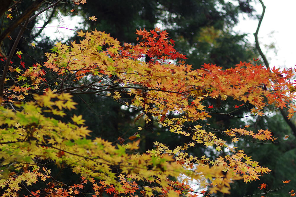 Acer palmatum First Ghost