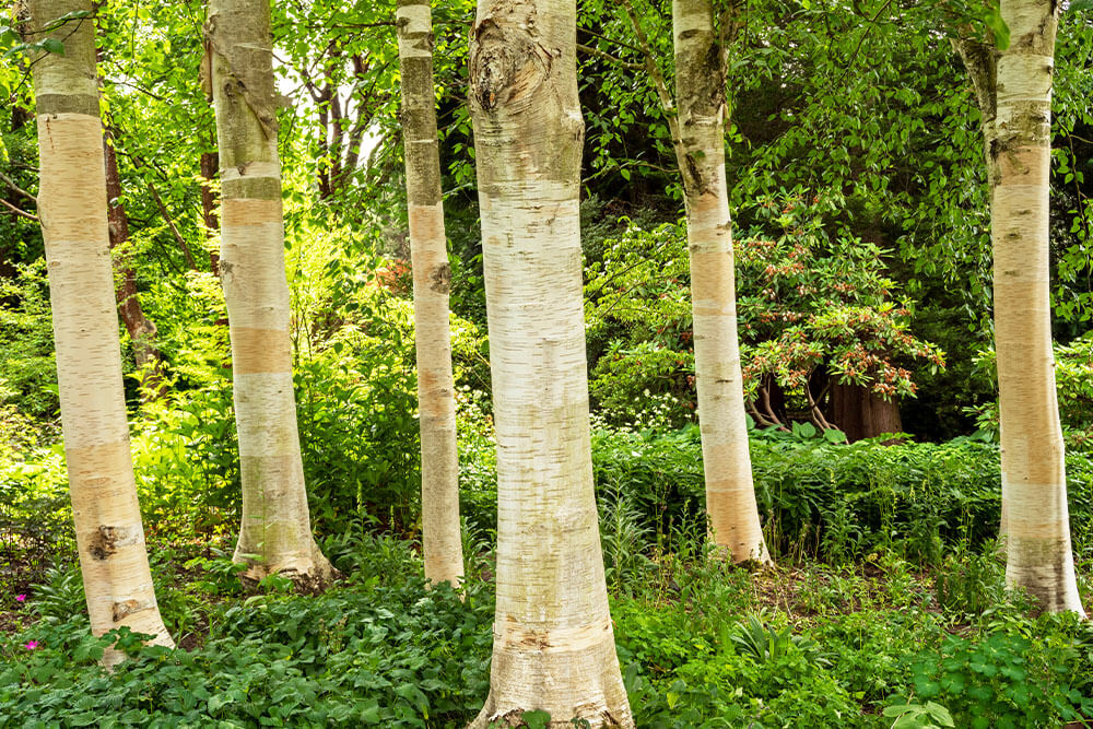 Betula utilis jacquemontii