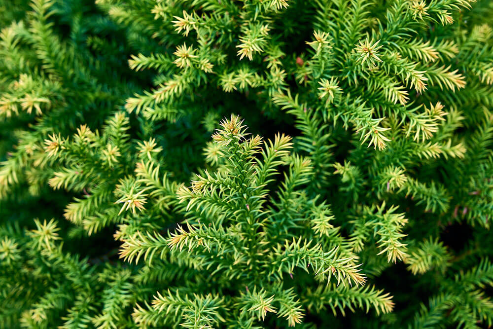 Cryptomeria japonica