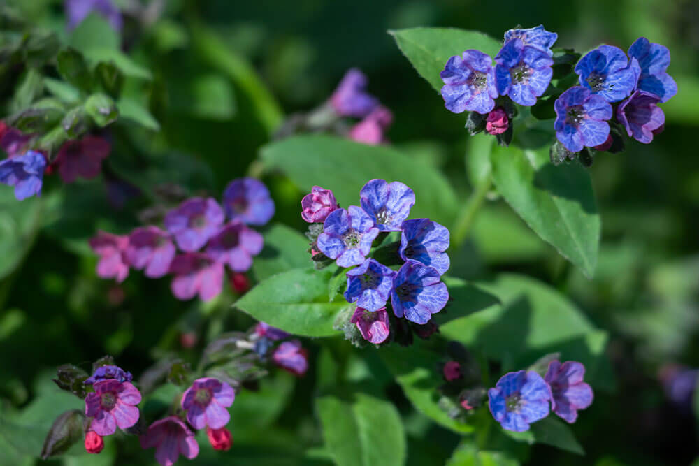 Pulmonaria