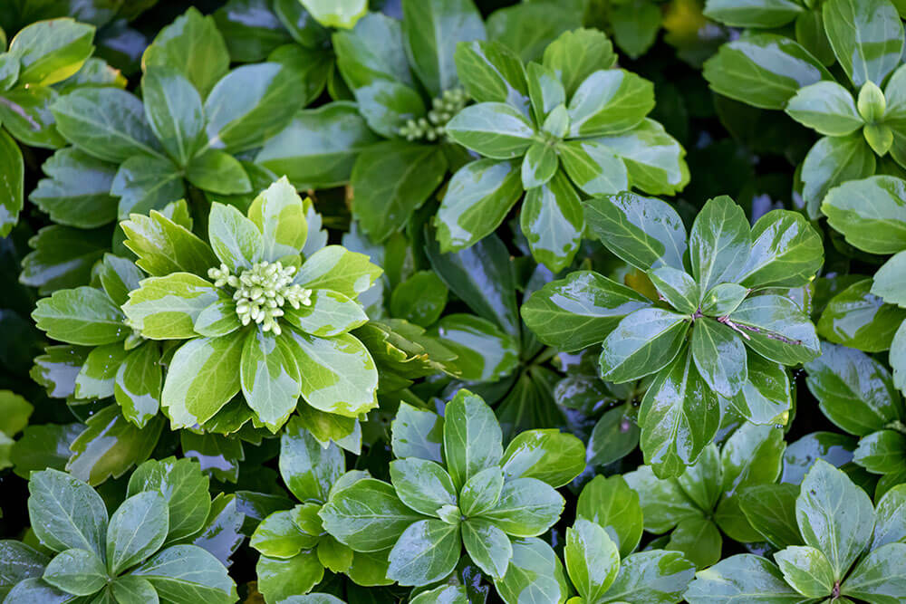 Pachysandra terminalis