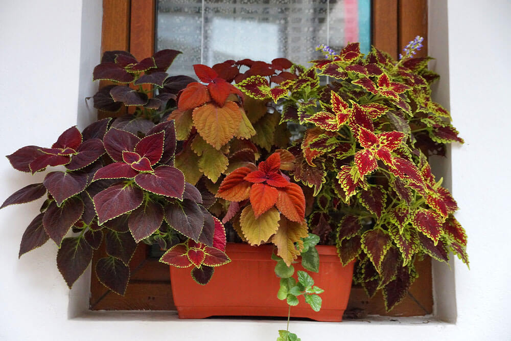 Coleus