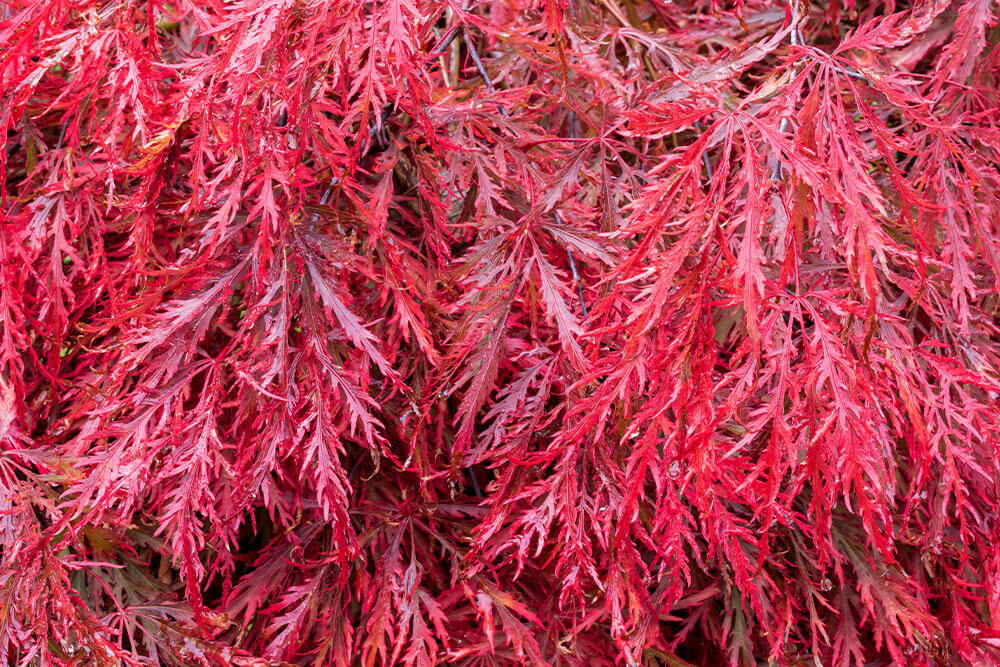 Acer palmatum dissectum Garnet