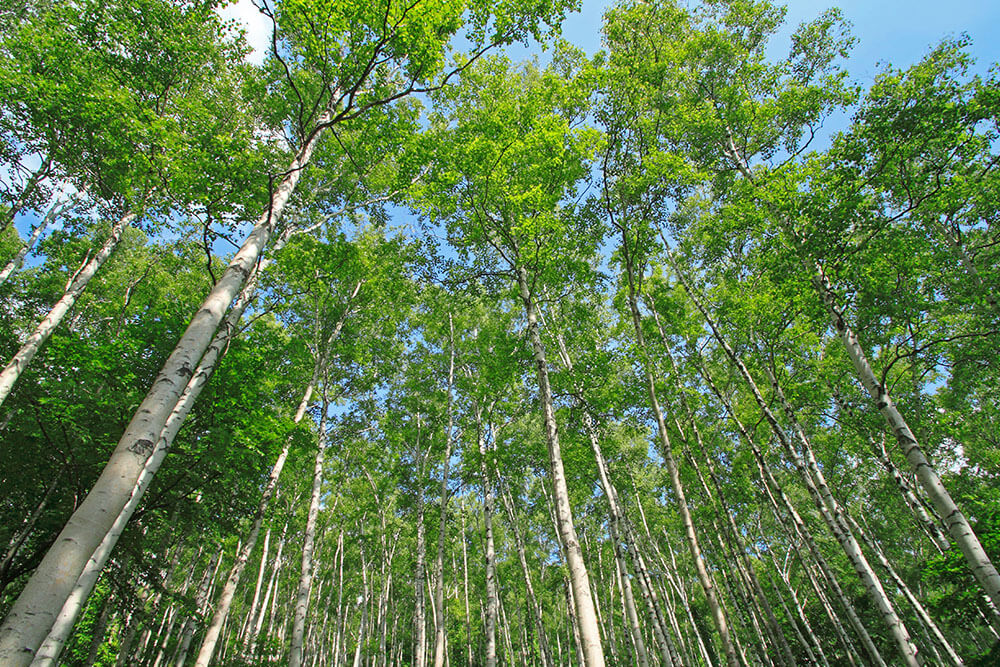 Betula platyphylla Japonica