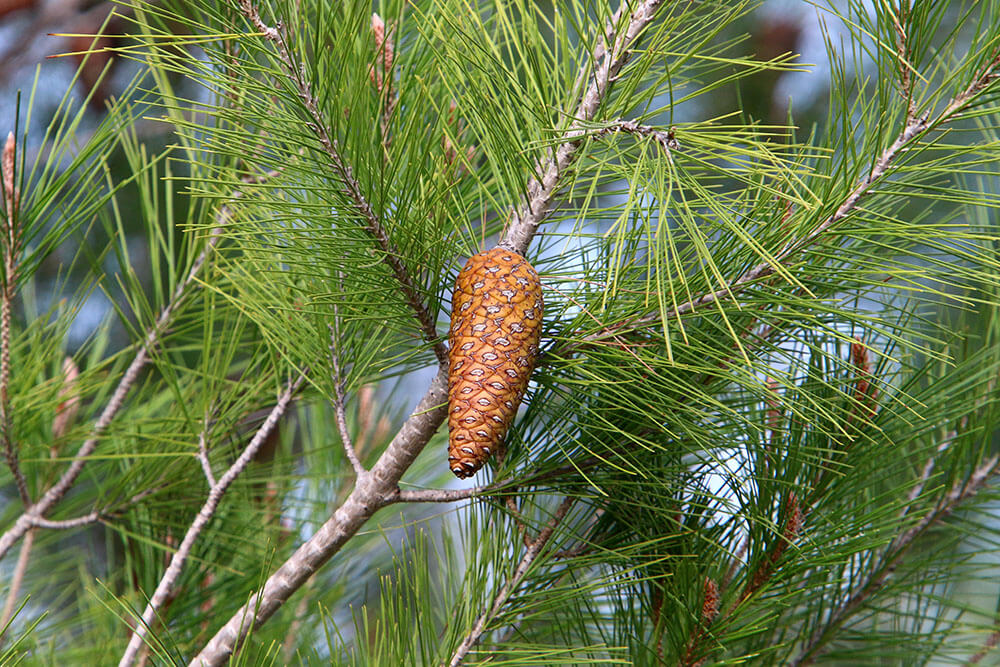 Cedrus libani