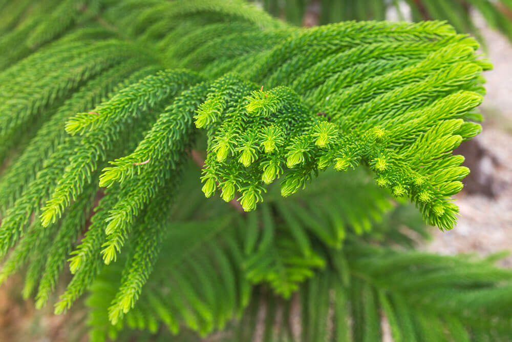 Araucaria heterophylla