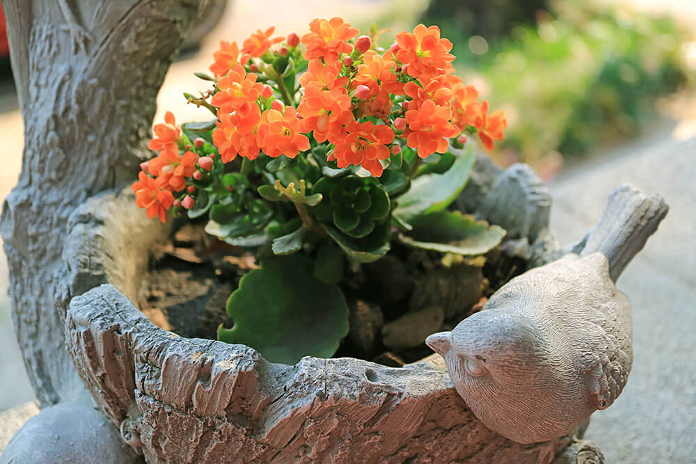 Kalanchoe blossfeldiana