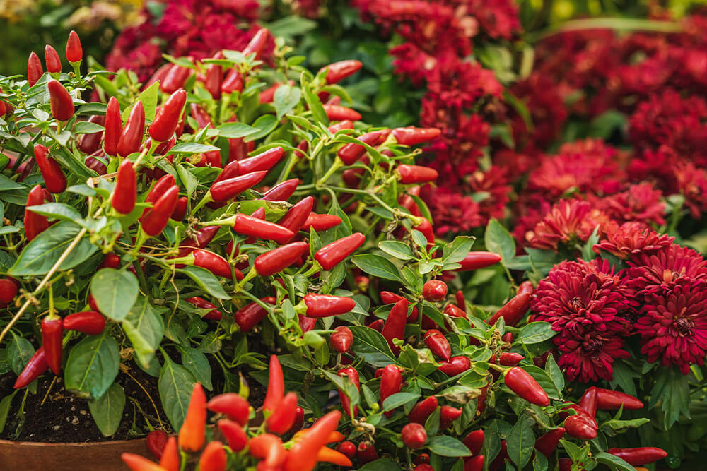 Capsicum annuum