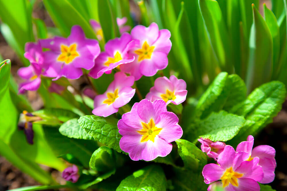 Primula vulgaris