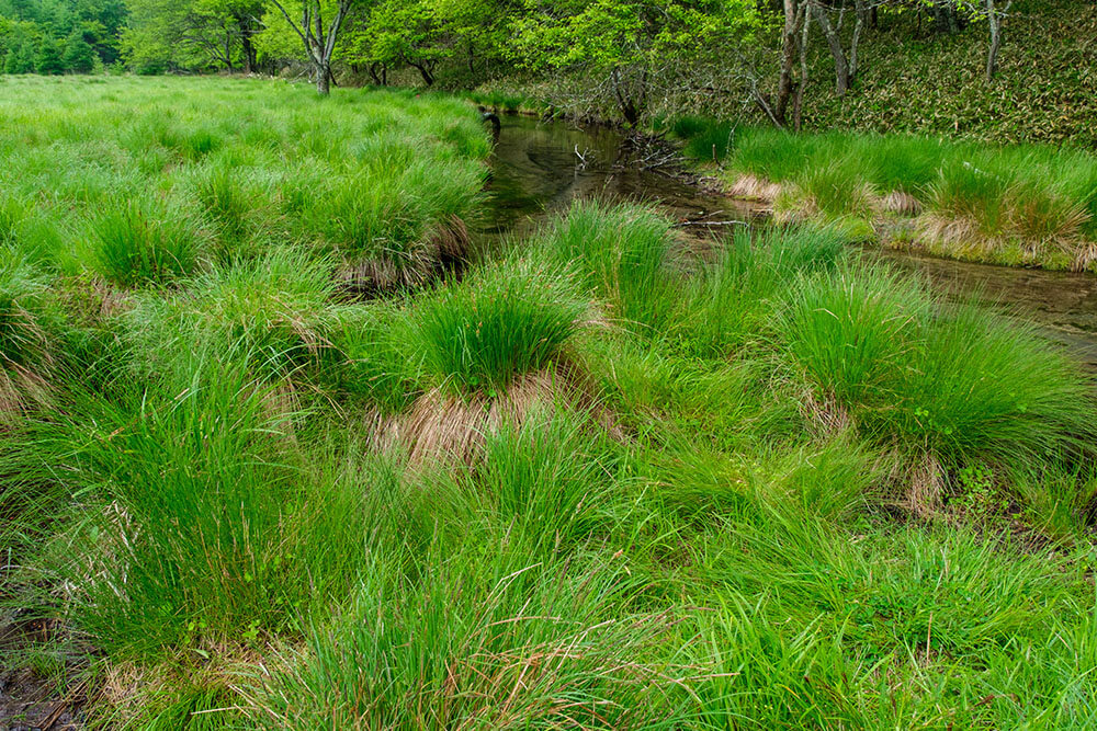 Carex spp.