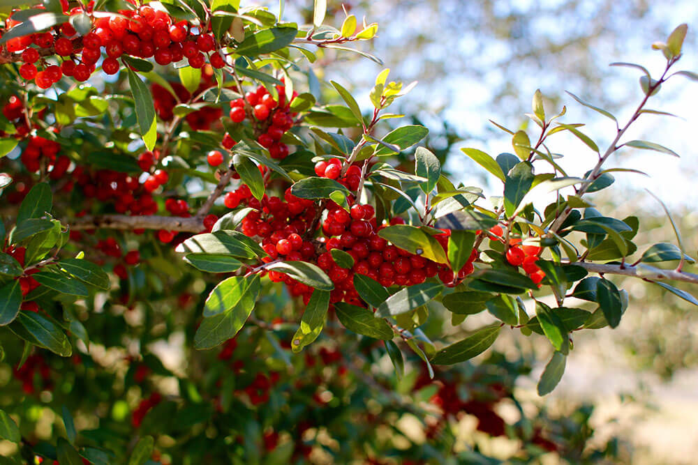 Ilex vomitoria