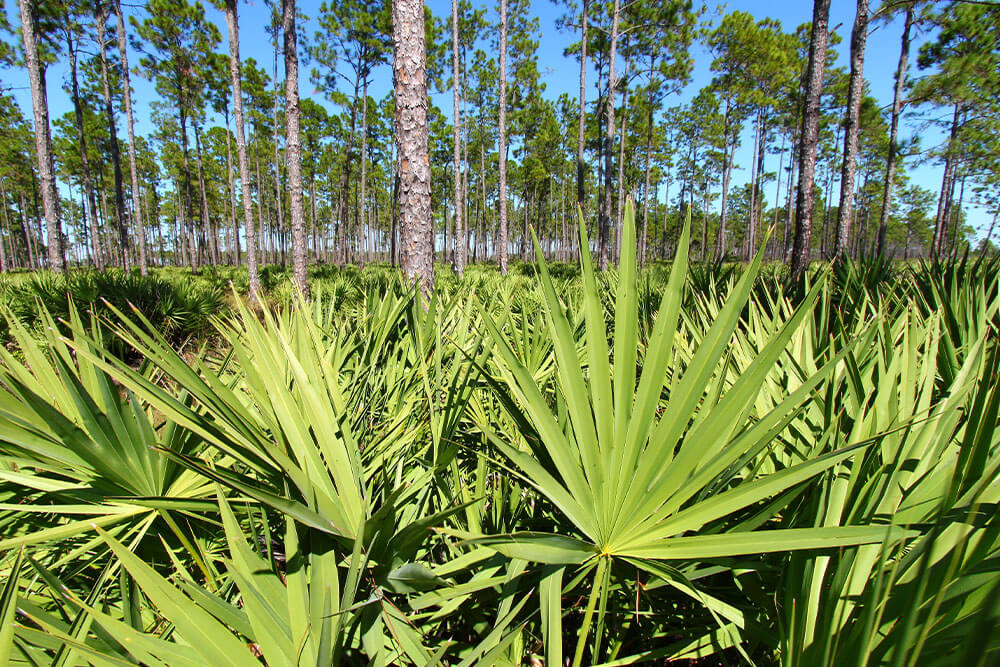 Sabal palmetto