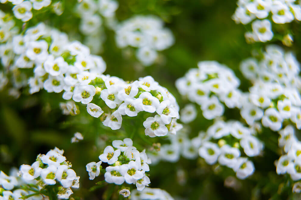 Lobularia maritima