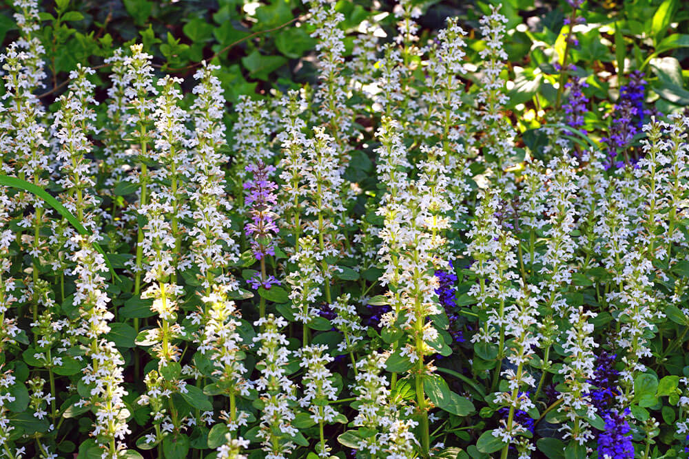 Ajuga reptans Alba