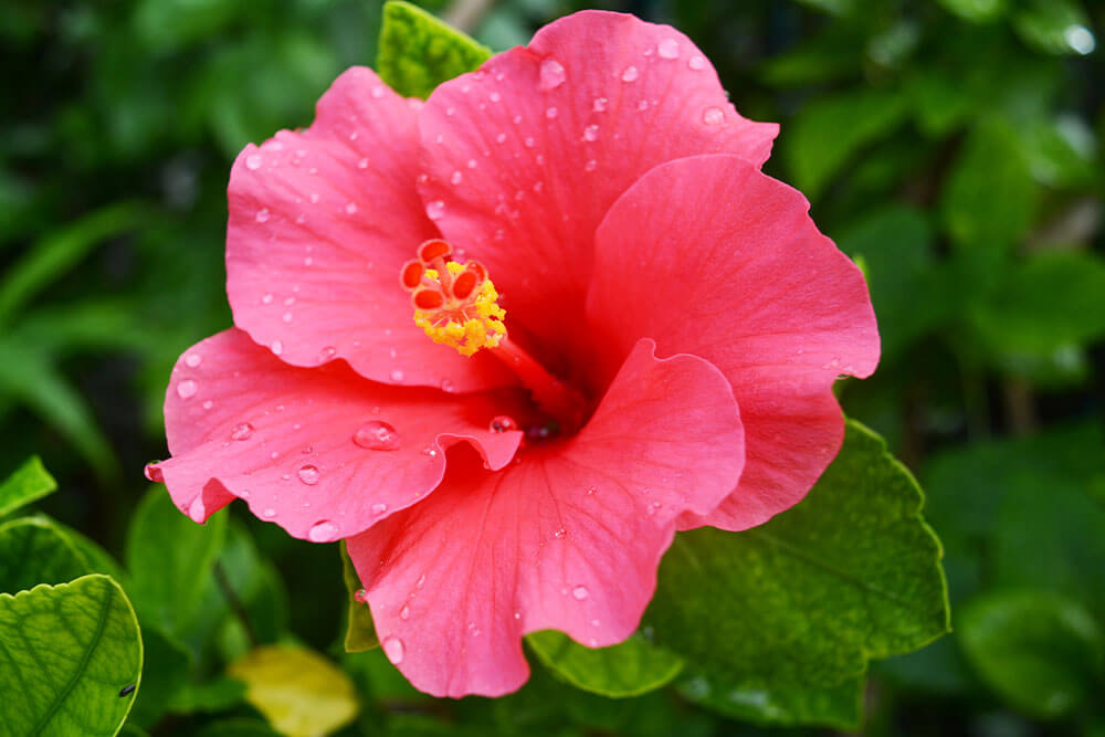 Hibiscus rosa-sinensis