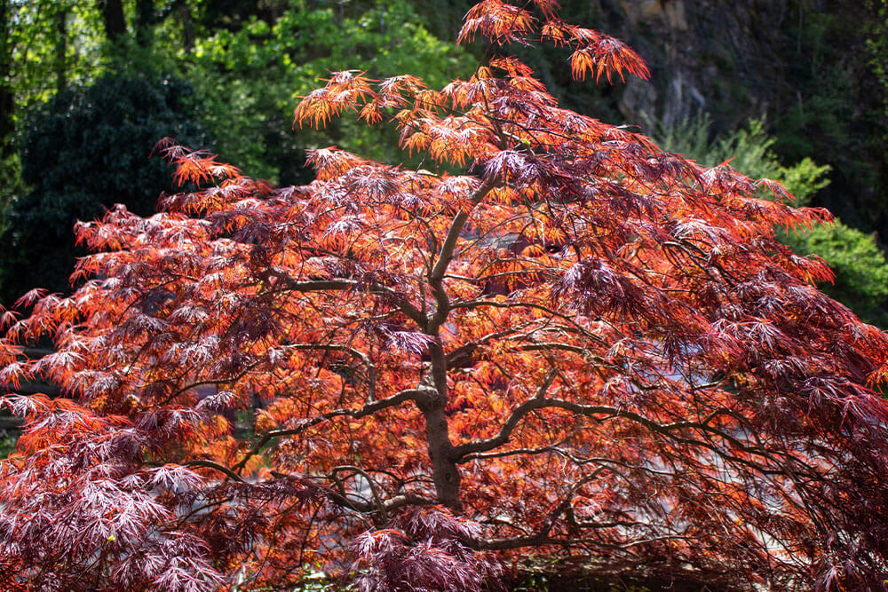 Acer palmatum dissectum