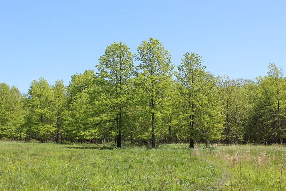 Quercus palustris