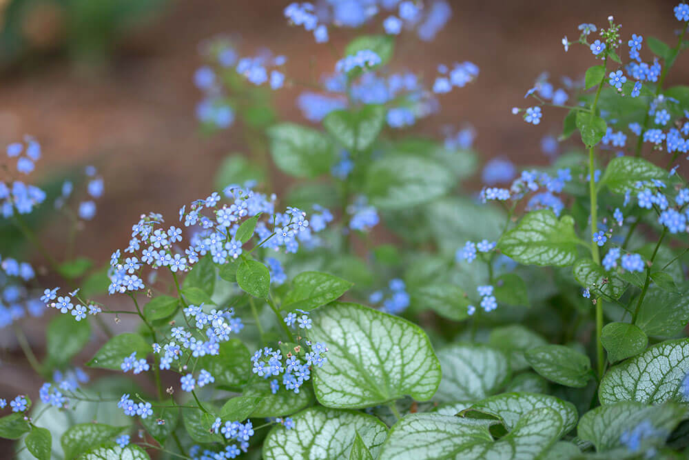 Brunnera macrophylla