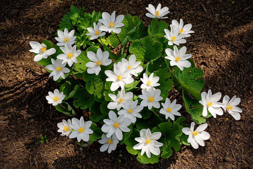 Sanguinaria canadensis