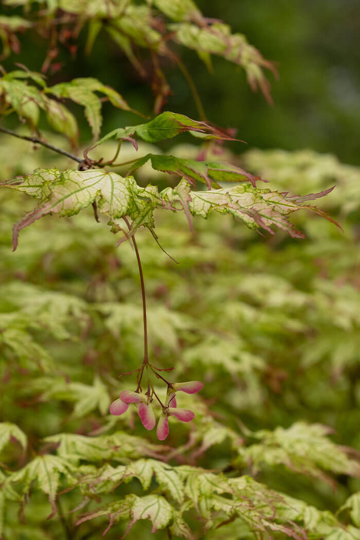 Acer palmatum Peaches and Cream