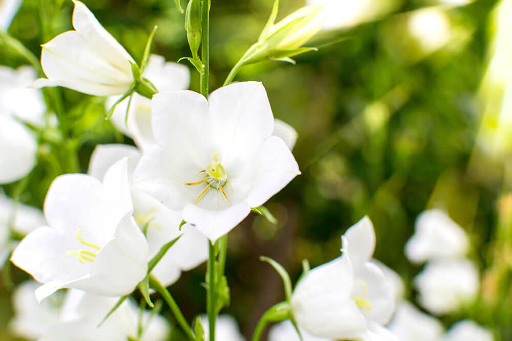 Campanula betulifolia