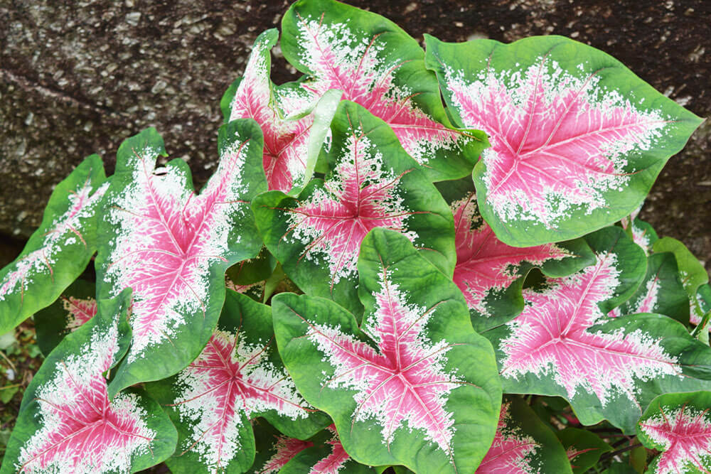 Caladium bicolor Va Va Violet