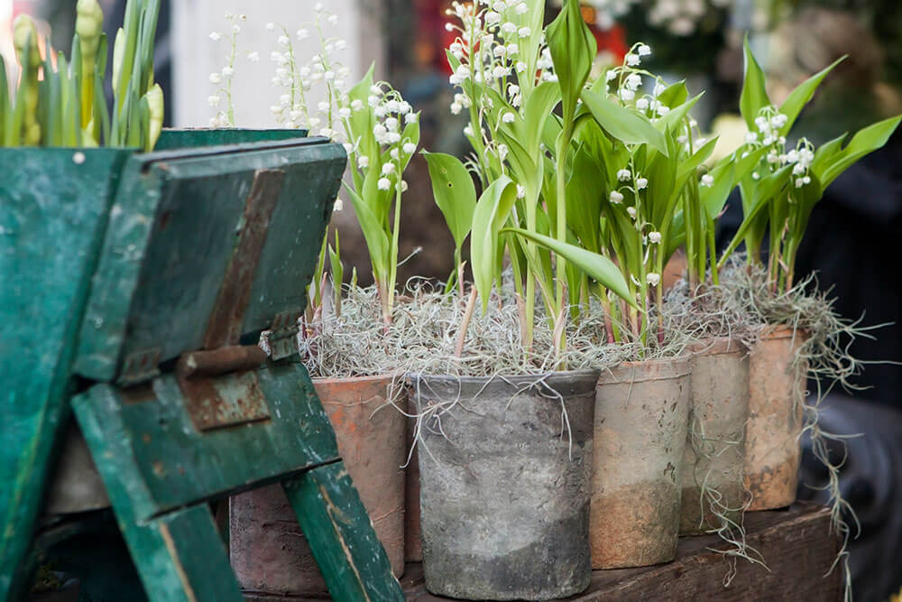 Convallaria Majalis