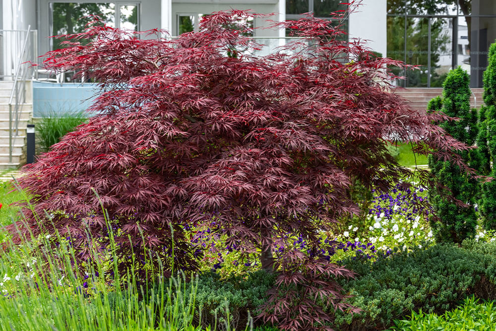 Acer palmatum dissectum Tamukeyama