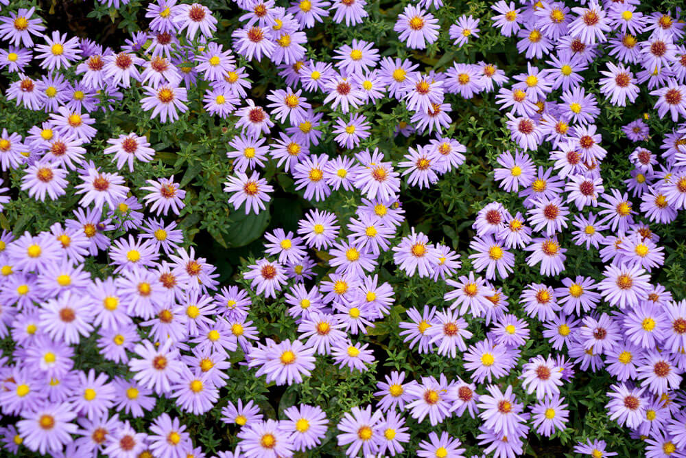 Symphyotrichum oblongifolium