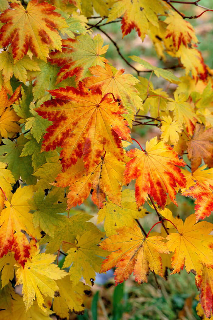 Acer japonicum Vitifolium