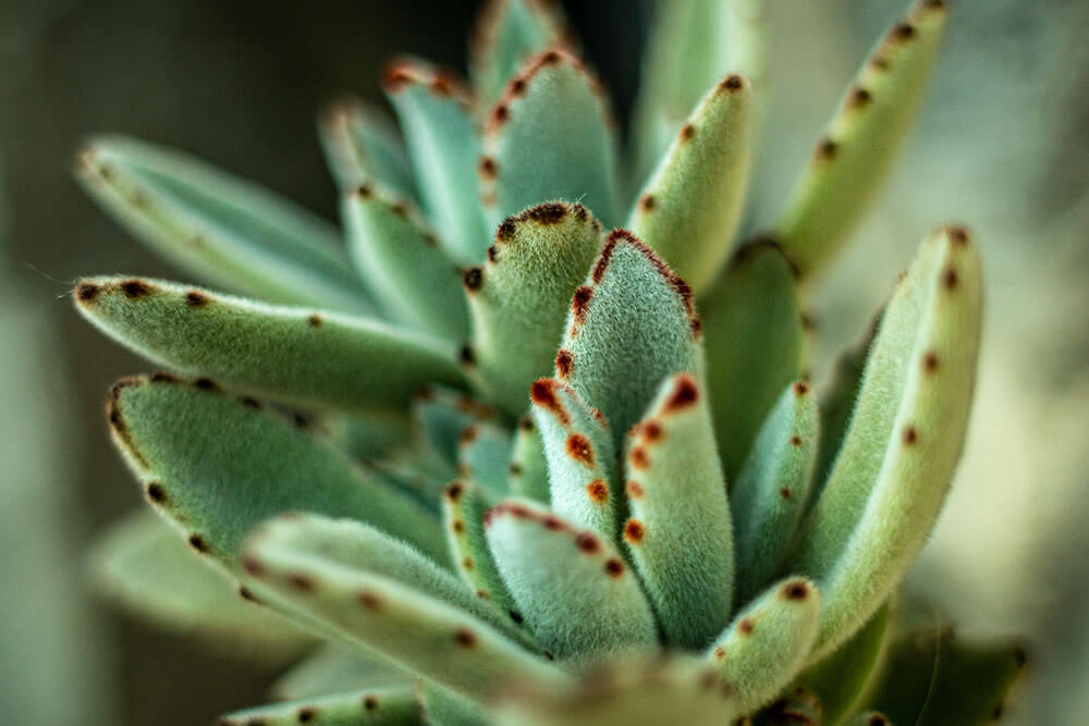 Kalanchoe tomentosa