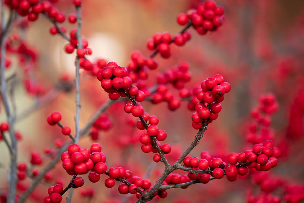 Ilex verticillata