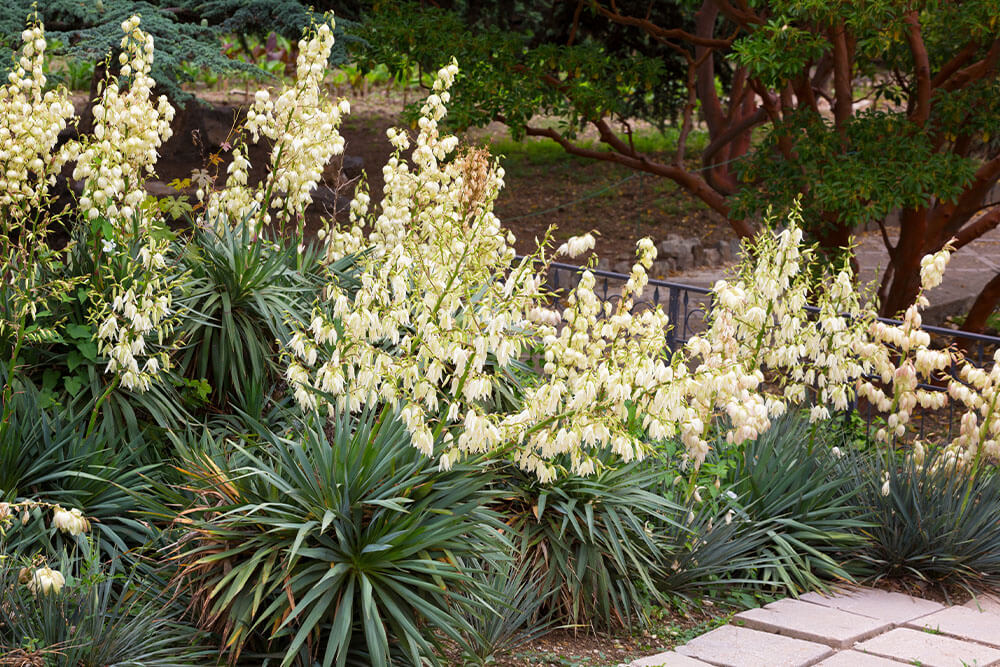 Yucca filamentosa