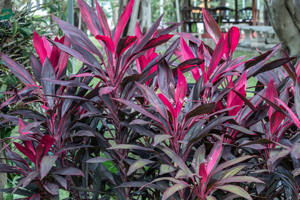 Cordyline fruticosa