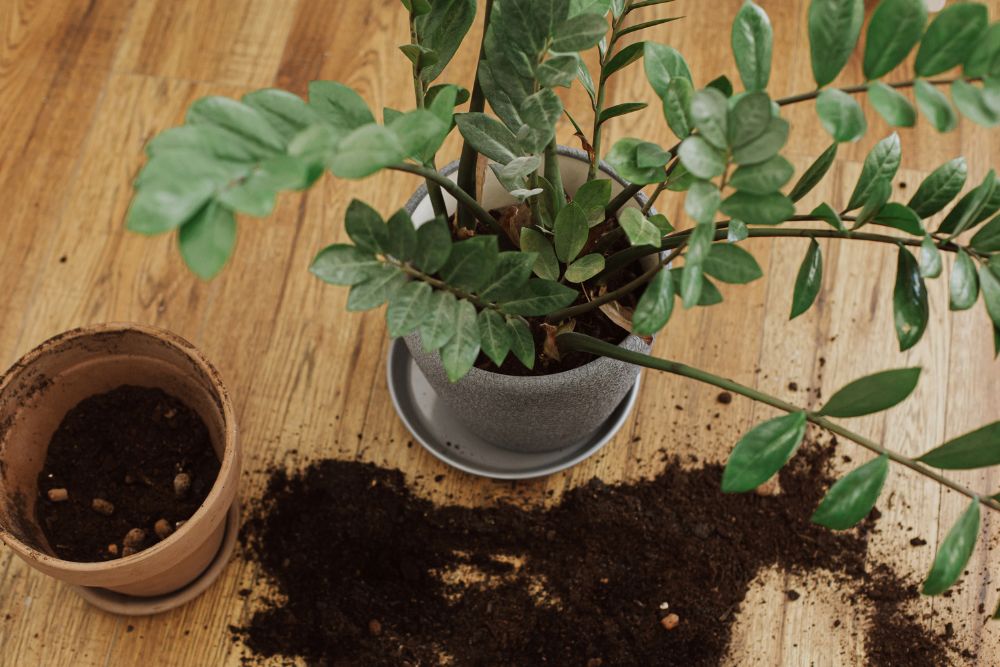 Potting and Repotting Indoor Zanzibar Gem Plant