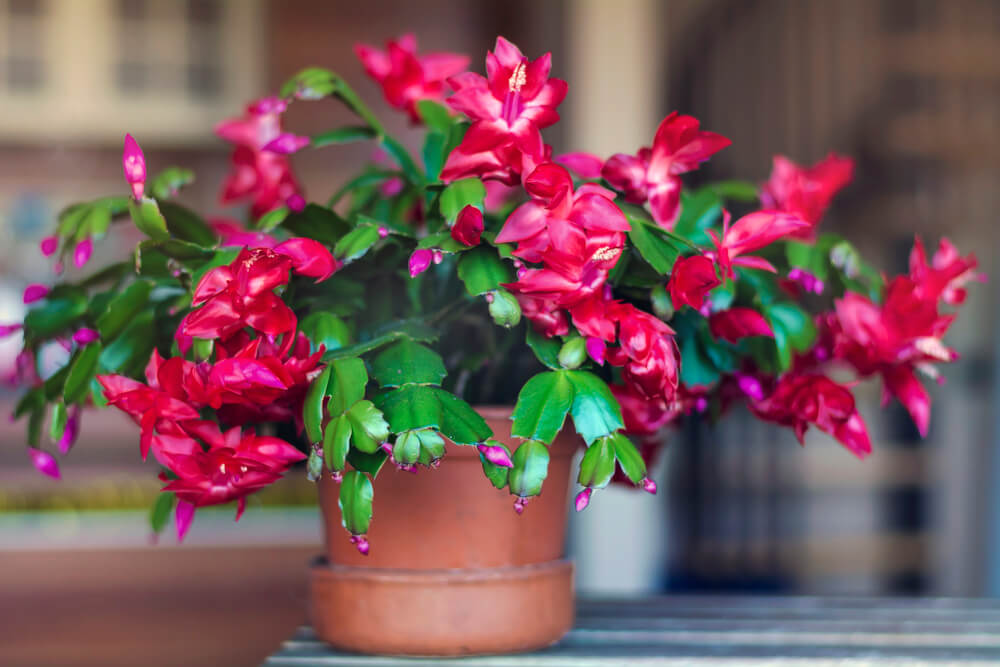 Christmas Cactus Needs