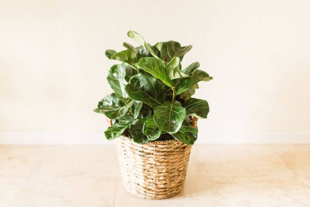 Fiddle-Leaf Fig Care