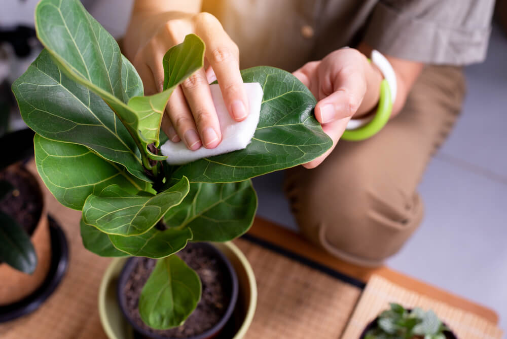 Fiddle-Leaf Fig Needs